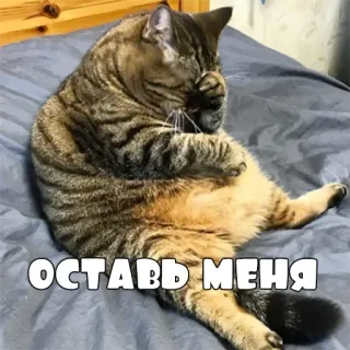 🥲 e7b0f28b ОСТАВЬ МЕНЯ chat, drôle, animal, mème, triste, laisse-moi tranquille, russe whatsapp sticker
