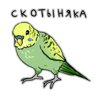 😝 ff2ff1f0 СКОТЫНЯКА perruche, oiseau, perroquet, animal, animal de compagnie whatsapp sticker