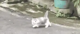 ✨ 0e9065fc anak kucing, kucing, hewan, hewan peliharaan, lucu telegram sticker