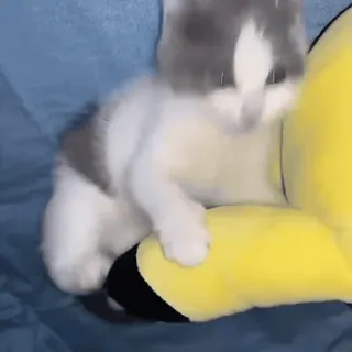 ✨ 116d23fc anak kucing, kucing, hewan peliharaan, imut, hewan, kucing domestik, mainan kuning telegram sticker