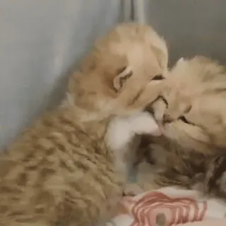 ✨ 2ae30c04 kucing, anak kucing, binatang, imut, hewan peliharaan, felidae telegram sticker