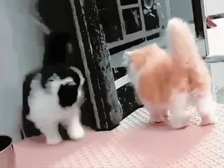 ✨ 54aaf00c kucing, anak kucing, hewan, binatang peliharaan telegram sticker