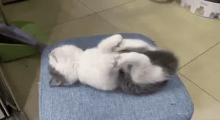 ✨ 74ba49de kucing, tidur, lucu, hewan, peliharaan, santai, domestik telegram sticker