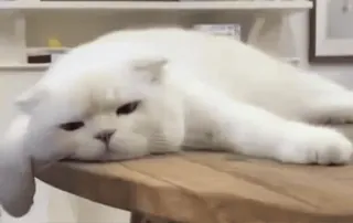 ✨ 7d56b97e kucing, kucing putih, hewan, hewan peliharaan, binatang peliharaan, kucing domestik, meja telegram sticker