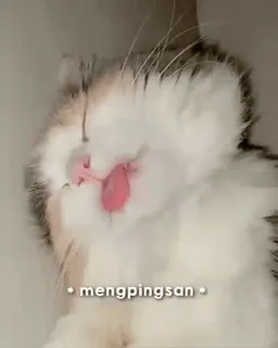 ✨ 808938fc mengpingsan kucing, imut, anak kucing, menggemaskan, mengantuk, hewan, peliharaan, binatang peliharaan telegram sticker
