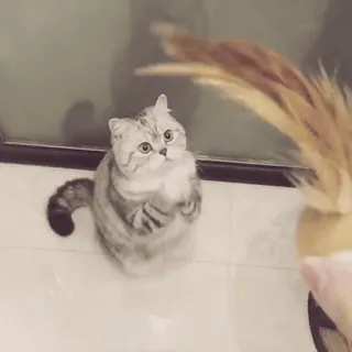 ✨ 9f595bc1 kucing, imut, hewan, peliharaan, ceria, domestik telegram sticker