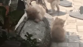 ✨ acad97ea kucing, anak kucing, hewan peliharaan, hewan, imut, berbulu telegram sticker