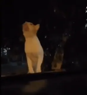 ✨ db78a11f kucing, malam, hewan, duduk, luar ruangan, hewan peliharaan telegram sticker