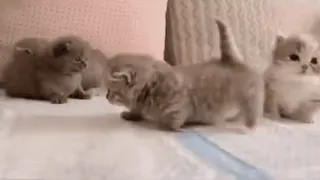 ✨ de4d28e8 anak kucing, kucing, binatang, imut, hewan peliharaan, hewan domestik telegram sticker