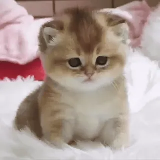 ✨ ee12b38f kucing, anak kucing, imut, hewan, peliharaan, emas telegram sticker
