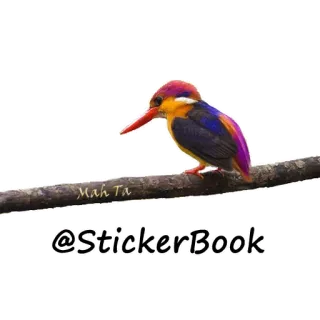 🔥 856ebb7f @StickerBook 鸟, 动物, 自然, 翠鸟, 贴纸, 野生动物 telegram sticker