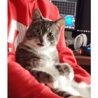 kucing lucu telegram stickers