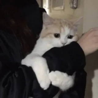 😀 3146ec19 chat, mignon, animal de compagnie, chaton, animal whatsapp sticker