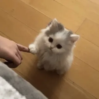 MEMES GATITOS 4😂 telegram stickers