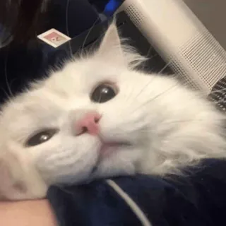 😀 6cda2c61 chat, chat blanc, animal de compagnie, mignon, animal whatsapp sticker