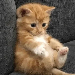 😀 88278dee chat, chaton, mignon, animal, animal de compagnie whatsapp sticker