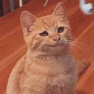 😀 8ff64e29 chat, animal de compagnie, roux, mignon, chaton whatsapp sticker