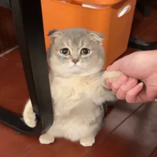 😀 e13108f5 chat, mignon, triste, animal, animal de compagnie whatsapp sticker