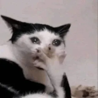 😀 01697b5a 猫, 泣く, 悲しい, ミーム, 動物, ペット telegram sticker