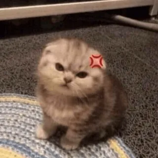 😀 254b50fa 猫, 怒り, 子猫, 可愛い, 動物, スコティッシュフォールド, ペット telegram sticker