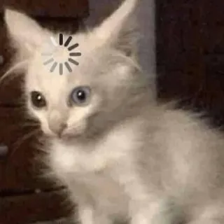 😀 72ce040f 猫, 子猫, 読み込み中, 考えてる, 混乱, インターネット, 面白い telegram sticker