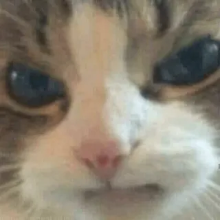 😀 b4263de1 猫, 動物, ペット, ミーム, 面白い, 怒り telegram sticker