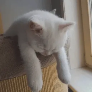 😀 d0d7a780 猫, 子猫, 白猫, 動物, ペット, 睡眠, 可愛い telegram sticker