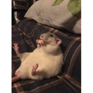 😀 05d36a10 Ratte, niedlich, Tier, Nagetier, Käse, entspannend whatsapp sticker