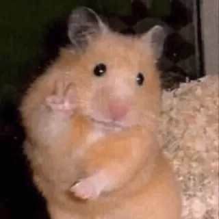 rato meme telegram stickers