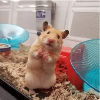 😀 43f8de2f Hamster, süß, Nagetier, Tier, Haustier whatsapp sticker