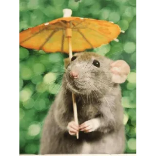 😀 aeba3e14 Ratte, Regenschirm, Tier, süß, Nagetier whatsapp sticker