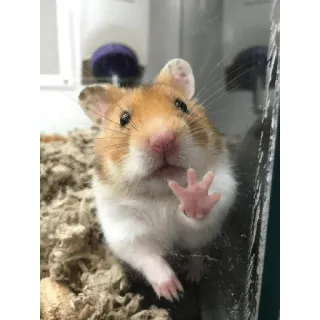 rato meme telegram stickers