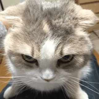 😀 68140d7b кот, животное, злой, кошачий, питомец whatsapp sticker