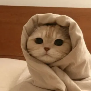 😀 9514f889 кот, животное, милый, одеяло, питомец, смешной whatsapp sticker