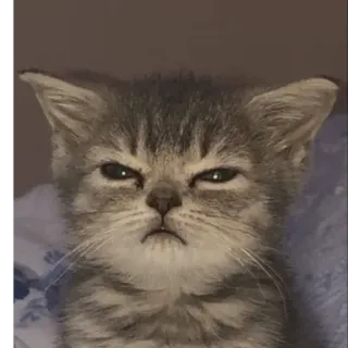 😀 bfd32155 кот, котенок, животное, питомец, ворчливый, злой whatsapp sticker