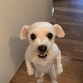 😀 399cd1a1 pies, mały pies, biały pies, słodki, szczeniak telegram sticker