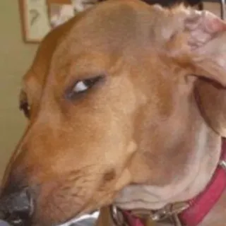 😀 64e79c45 pies, spojrzenie z ukosa, zwierzę domowe, zwierzę, śmieszne telegram sticker