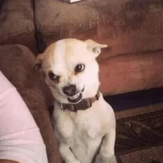 😀 70df1222 pies, chihuahua, zwierzę, zwierzę domowe, słodki, zły, gderliwy telegram sticker