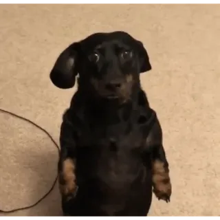 PERRITOS RANDOM😂 telegram stickers