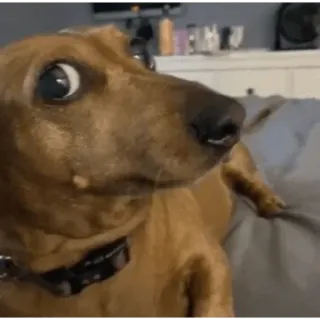 😀 9e0d0432 pies, jamnik, zwierzę, zwierzę domowe telegram sticker