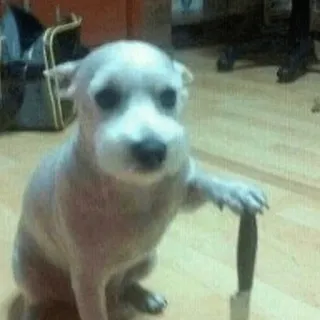 😀 e7490639 pies, nóż, groźny, zwierzę, zwierzak, słodki telegram sticker