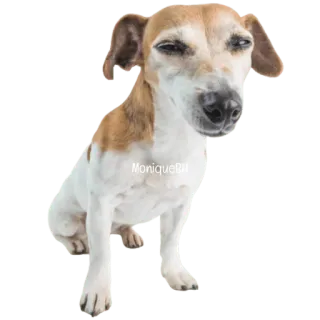 😀 0e76da4c MoniqueRH chó, động vật, thú cưng, chó, jack russell telegram sticker
