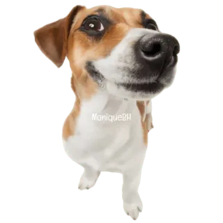😀 373a7c23 MoniquePH chó, thú cưng, động vật, chó sục Jack Russell, dễ thương telegram sticker