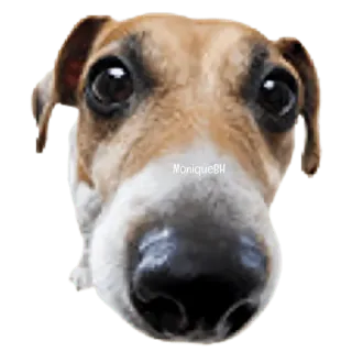 😀 41956166 MoniqueBH chó, động vật, thú cưng, dễ thương, cận cảnh, chân dung telegram sticker