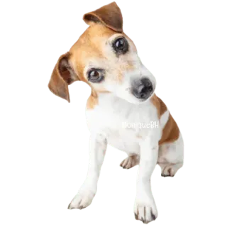 😀 4e4c6ab7 @oniqueph chó, thú cưng, dễ thương, động vật, vật nuôi, chó sục telegram sticker