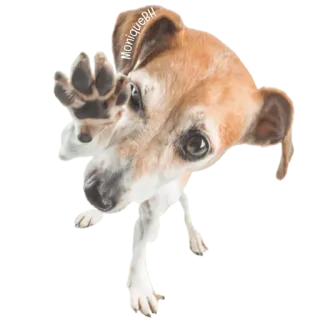 😀 4ea0c6b4 MoniqueB4 chó, thú cưng, động vật, thân thiện, dễ thương telegram sticker