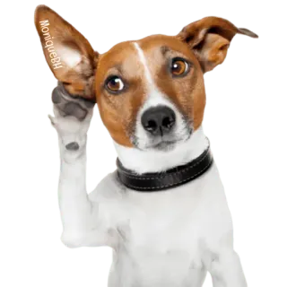 😀 692e1032 chó, lắng nghe, dễ thương, động vật, tò mò, thú cưng telegram sticker