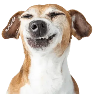 😀 bb44448e MoniqueDH chó, động vật, thú cưng, cười, vui vẻ, dễ thương telegram sticker