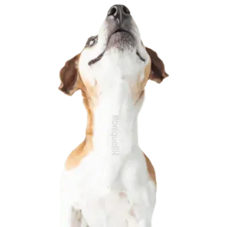 🐶🐾Perrito Timmy🐾🐶 telegram stickers