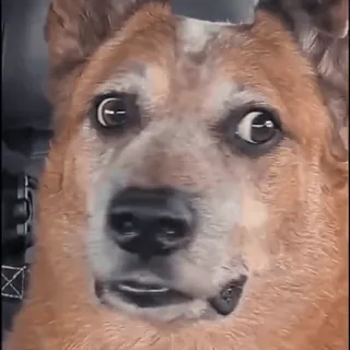 🫦 1a58dee3 chó, meme, hài hước, thú cưng, động vật, dễ thương, corgi, sốc telegram sticker